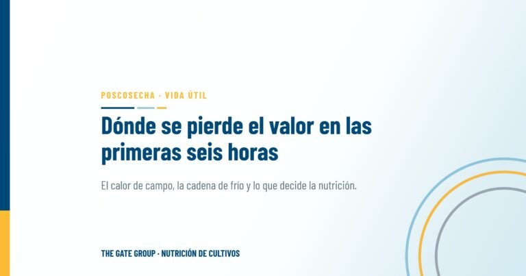Manejo poscosecha: dónde se pierde el valor de exportación en las primeras seis horas