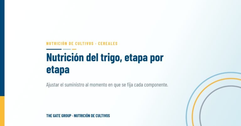 Nutrición del trigo: un enfoque etapa por etapa