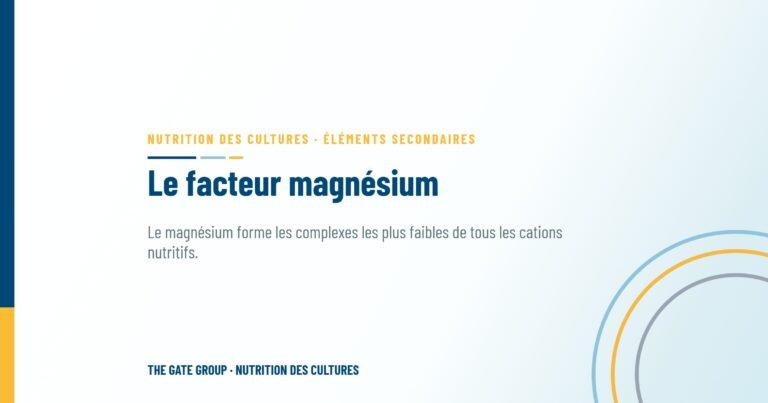 Le facteur magnésium : comment les formes de chélation influencent la photosynthèse et le rendement