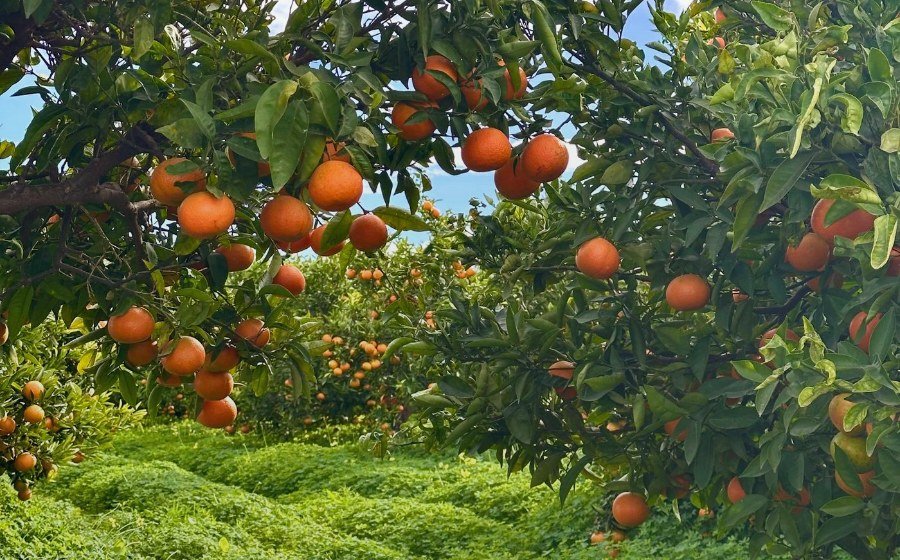 Ripe oranges on the tree