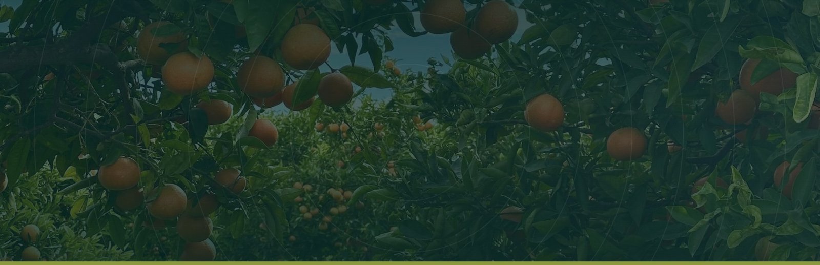 Orange trees in a citrus grove