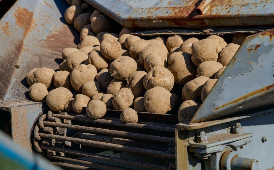 Freshly harvested potatoes