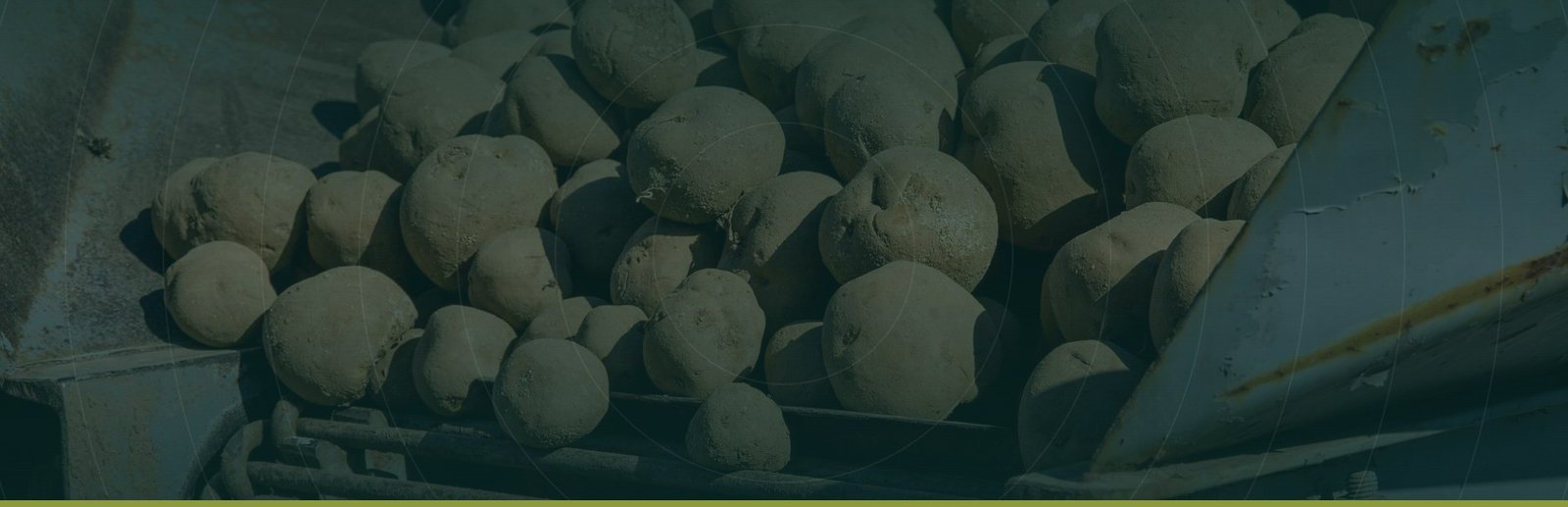 Harvested potatoes