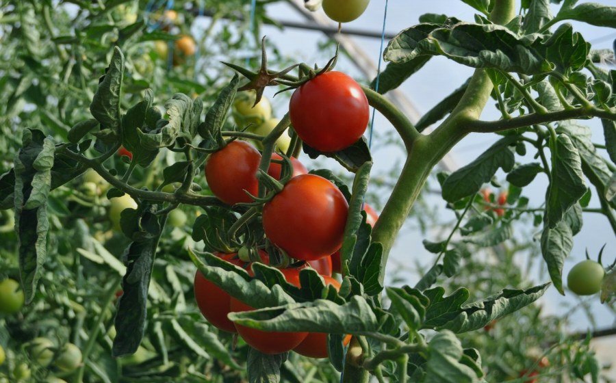 Ripe tomatoes on the plant