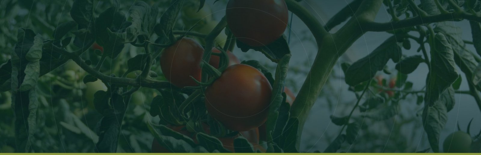 Tomato crop in a protected house