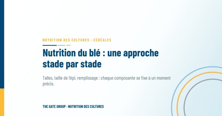 Nutrition du blé : une approche stade par stade